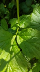 Geum urbanum