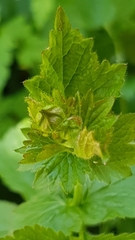 Geum urbanum