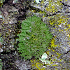 Physconia americana