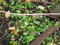 Hydrocotyle pterocarpa