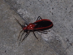 Vilius melanopterus