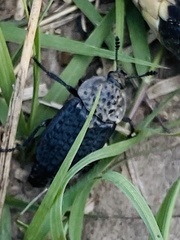 Thanatophilus lapponicus