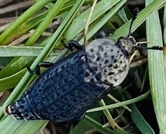 Thanatophilus lapponicus