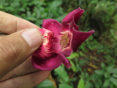 Eschweilera bogotensis