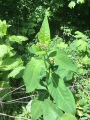 Asclepias exaltata