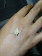 Mythimna anderreggii