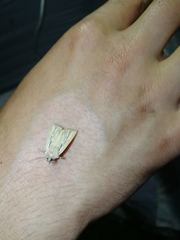 Mythimna anderreggii