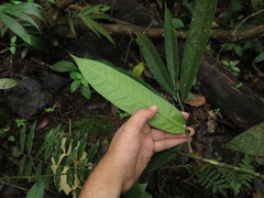 Eschweilera bogotensis