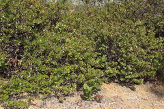 Arctostaphylos nummularia