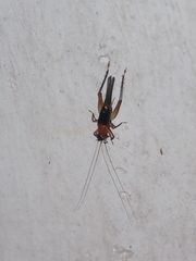 Homoeoxipha lycoides