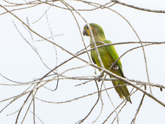 Eupsittula pertinax