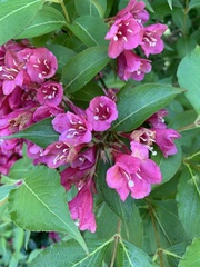 Weigela floribunda