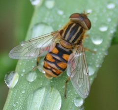 Parhelophilus laetus