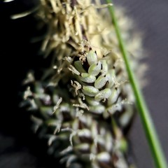 Carex heteroneura