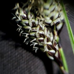 Carex heteroneura