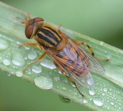 Parhelophilus laetus