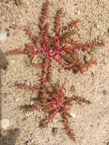 Monolepis nuttalliana iNat (2)