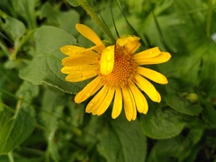 Doronicum austriacum