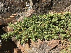 Paronychia franciscana