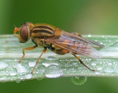 Parhelophilus laetus