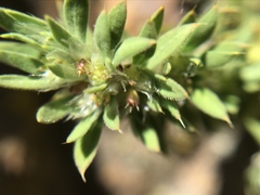 Paronychia franciscana