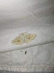 Dyscia conspersaria