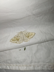 Dyscia conspersaria