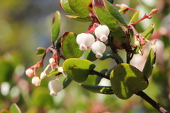 Arctostaphylos nummularia