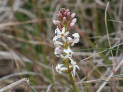 Stackhousia subterranea