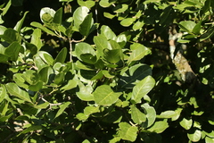 Elaeodendron buchananii image