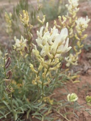 Astragalus flavus