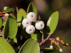 Arctostaphylos nummularia