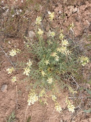 Astragalus flavus