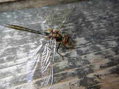 Cordulia shurtleffii