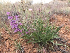 Penstemon breviculus