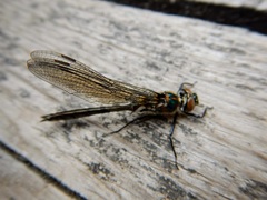 Cordulia shurtleffii