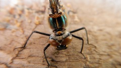 Cordulia shurtleffii