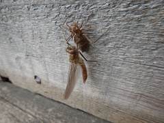 Cordulia shurtleffii