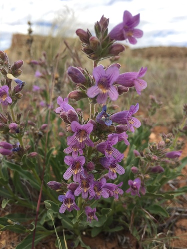 shortstem beardtongue (Penstemon breviculus)