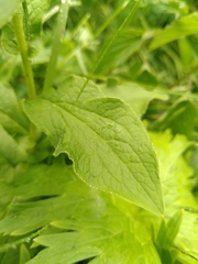 Doronicum austriacum