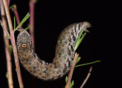 Proserpinus proserpina