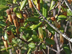 Correa lawrenceana grampiana