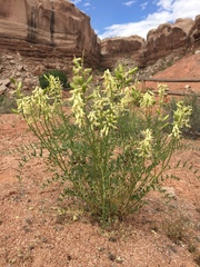 Astragalus praelongus