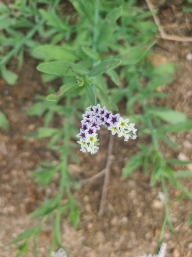iNaturalist observation photo of alkali heliotrope