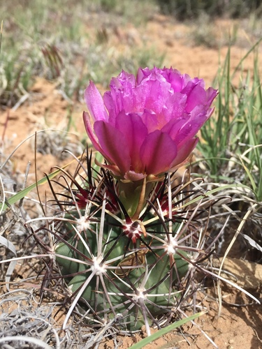 Smallflower Fishhook Cactus