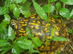 Terrapene carolina carolina
