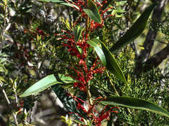 Grevillea dimorpha