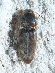 Conoderus falli