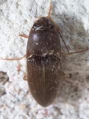 Conoderus falli