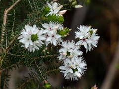 Calytrix alpestris